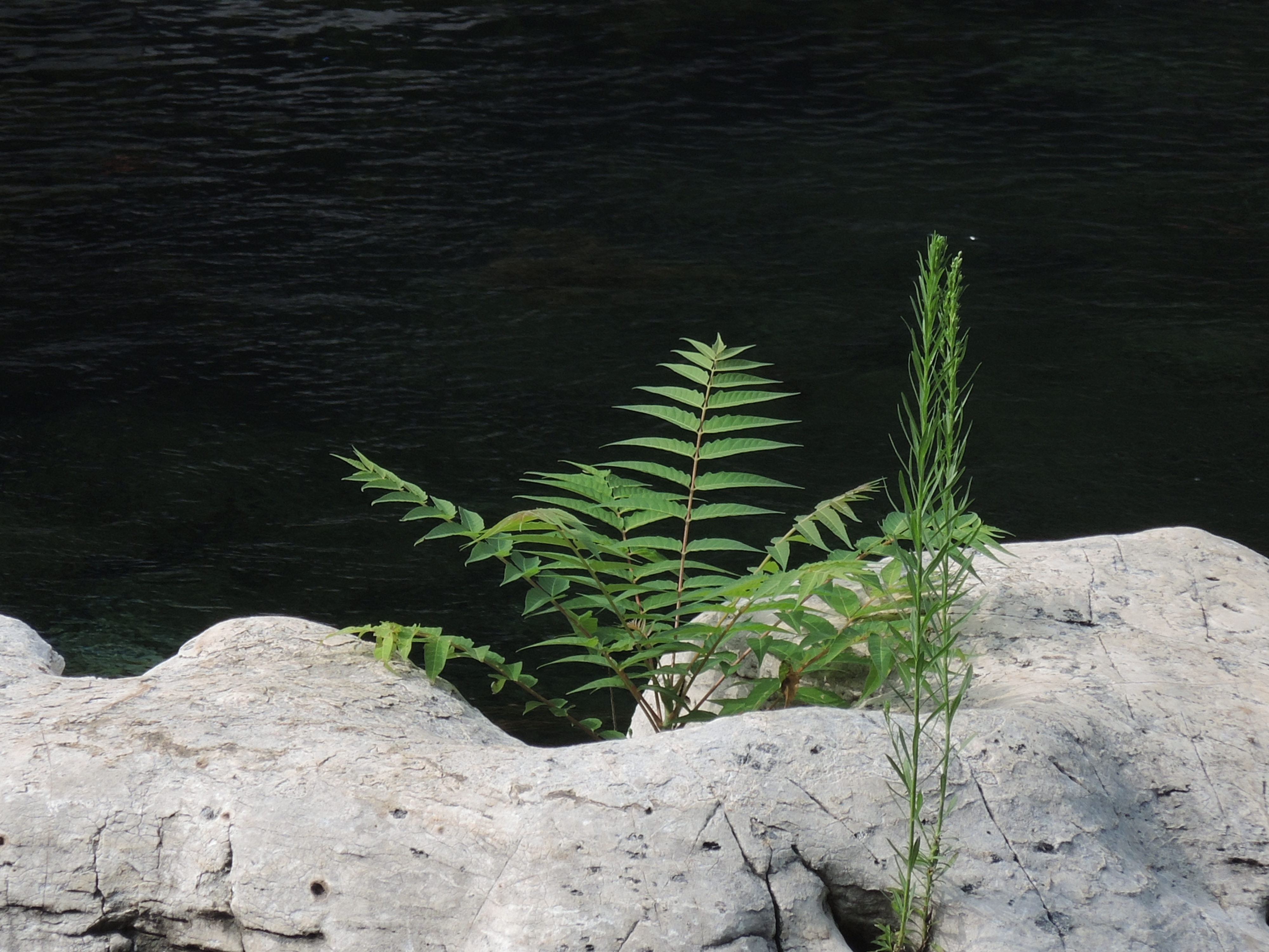 护城河里的白色石头缝中居然能长出如此生机勃勃的绿色植物,可见生命