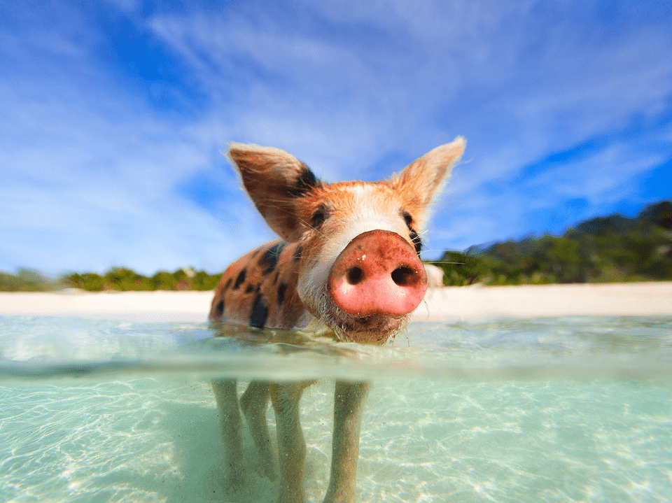 春假畅玩 巴哈马猪岛精品小团一日游 2人即发 网红萌猪猪/护士鲨共泳