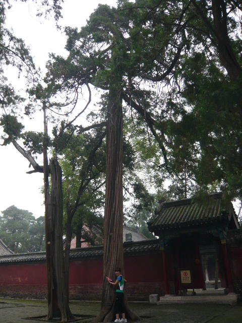 柏什么树成语_成语故事图片