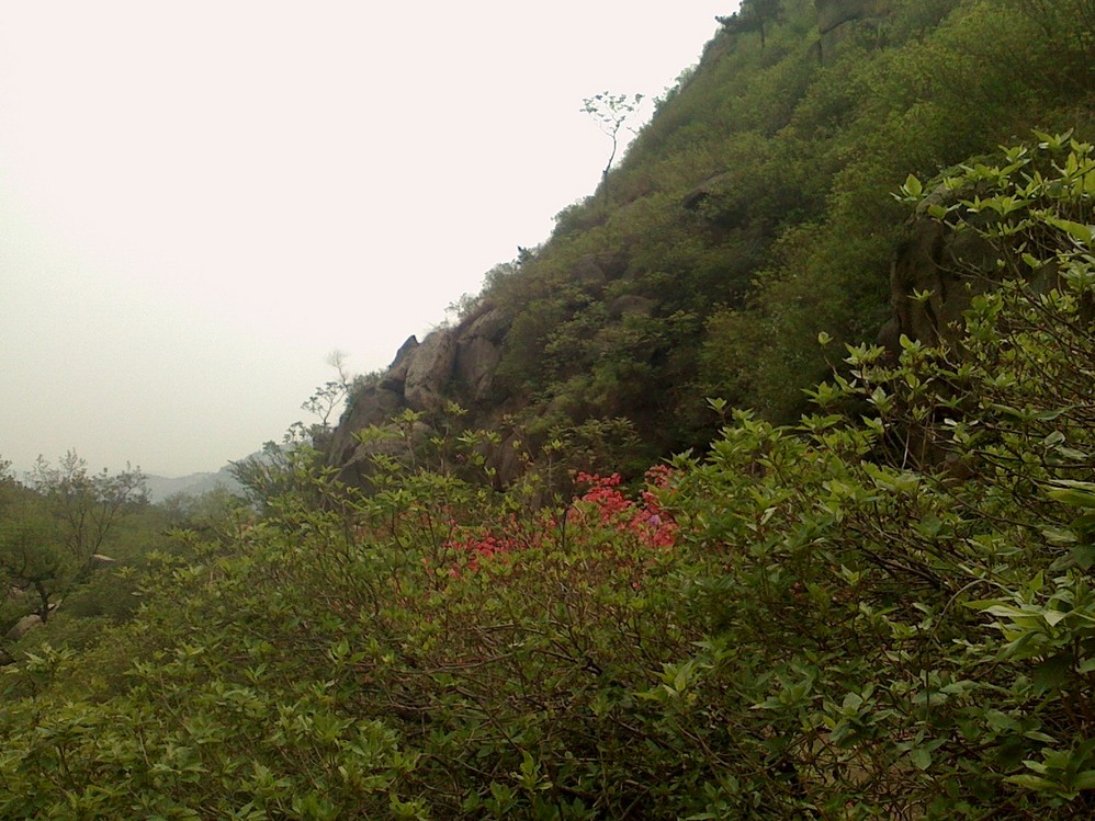 大珠山人口_大珠山杜鹃花图片