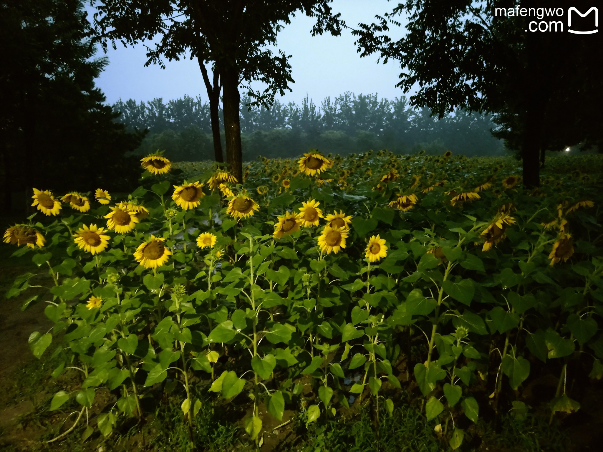 17年7月6-15奥森向日葵:黑夜到白天·盛放到颓败(3次) 环颐和园看荷(1