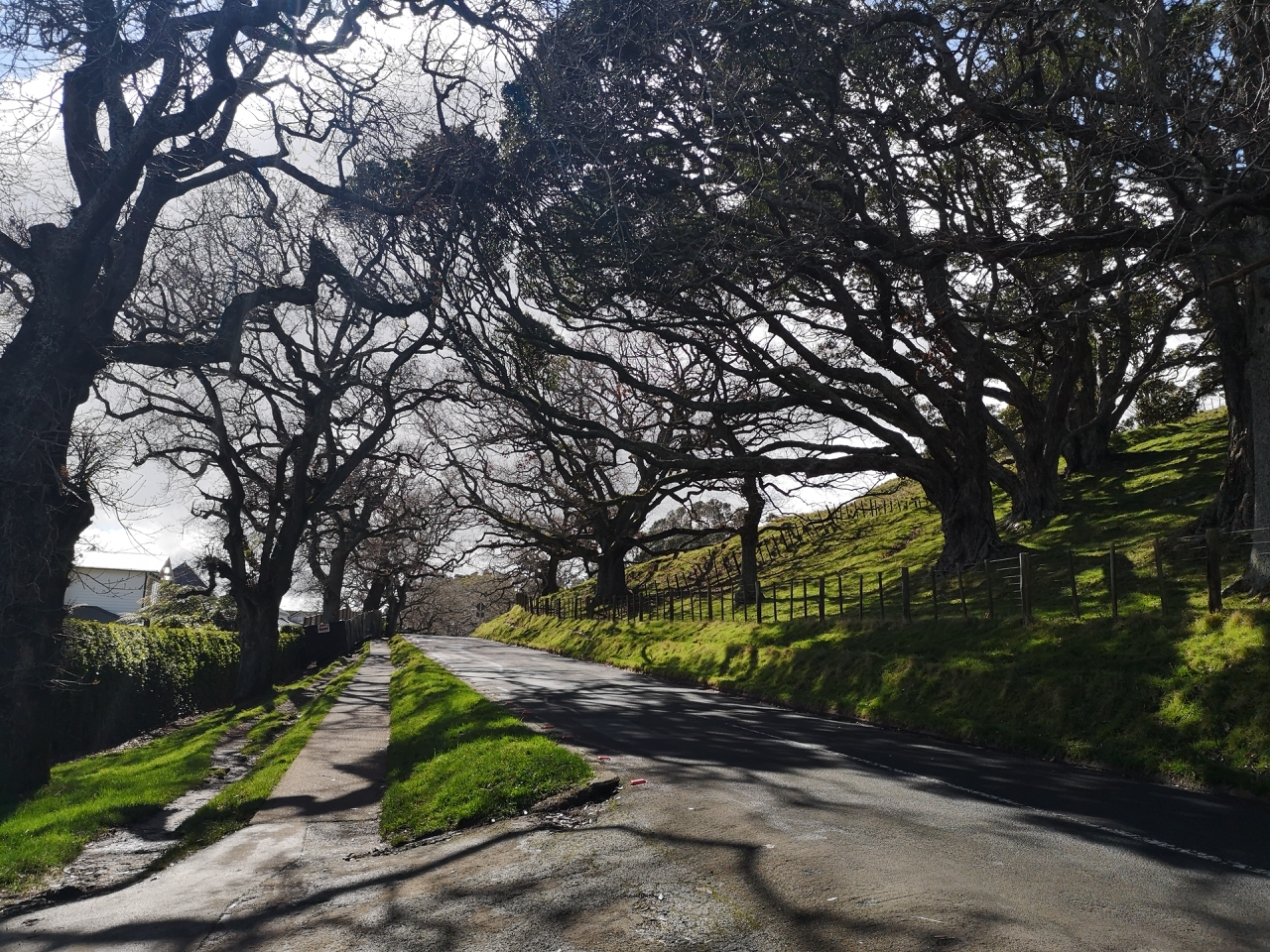 奥克兰必打卡景点:一树山—— 风吹草地现牛羊~原来冬天也可以这样美!