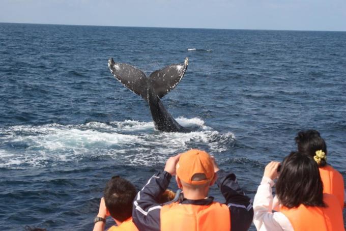 鲸鱼喷水是什么样子图片 wKgBZ1iumyGAAaatAAGSTHq9sFE82.jpeg?imageView2%2F2%2Fw%2F680%2Fq%2F90%7CimageMogr2%2Fstrip%2Fquality%2F90