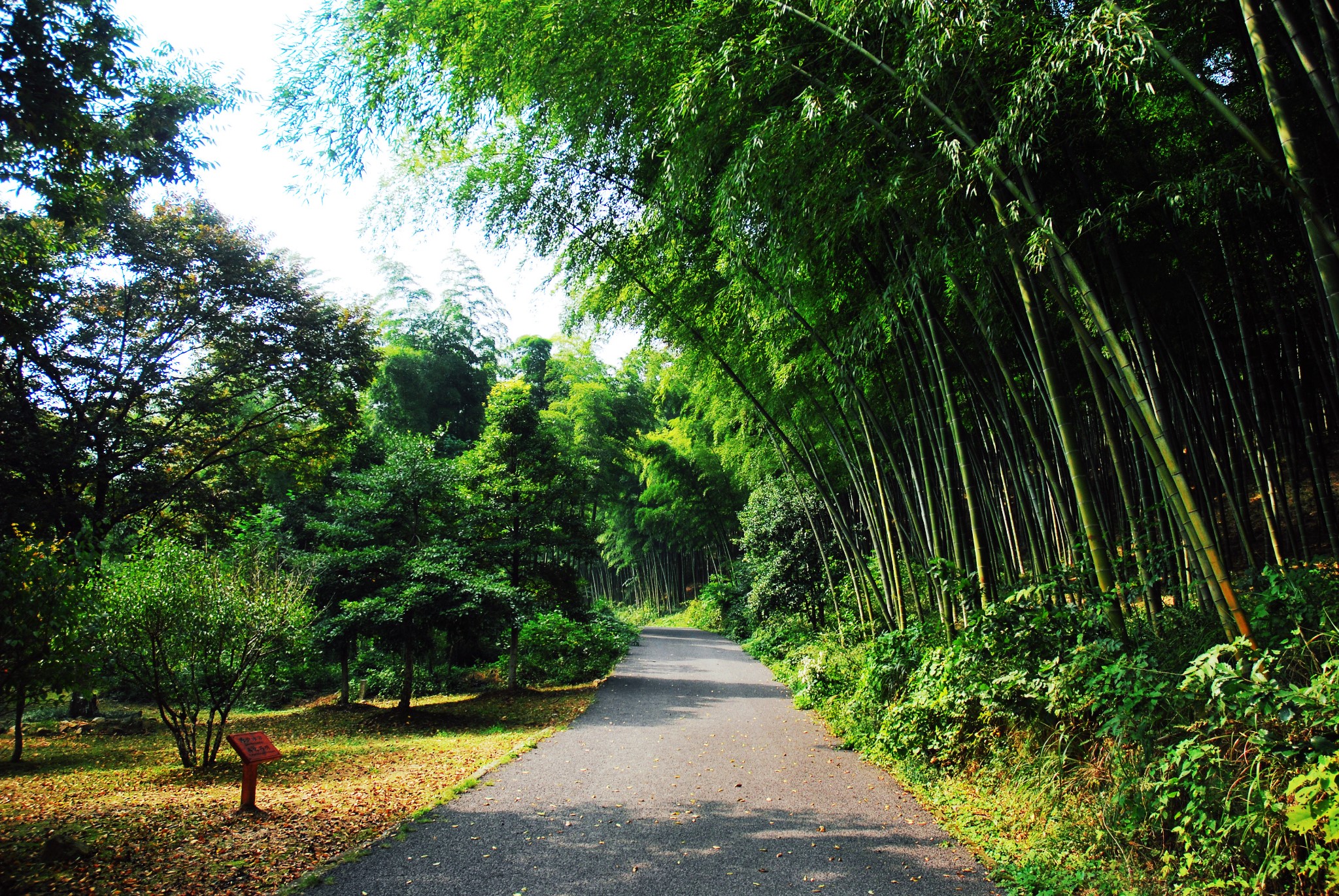 宜兴竹海风景区        