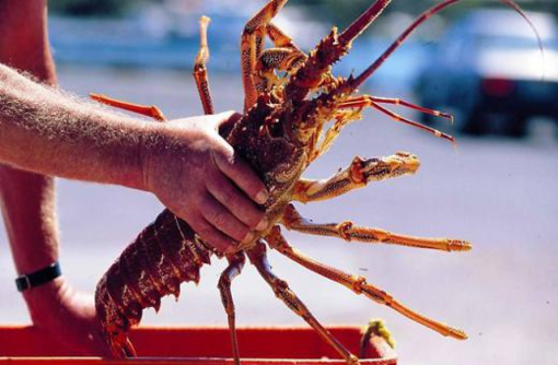 珀斯西澳大利亚博物馆攻略,西澳大利亚博物馆