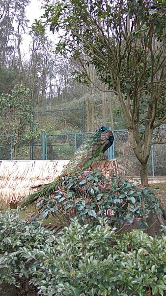 旅游景点介绍词 黔灵山公园 wKgBZ1k-tCqANgw4AAZtDv6_9pA13.jpeg?imageView2%2F2%2Fw%2F600%2Fh%2F600%2Fq%2F90