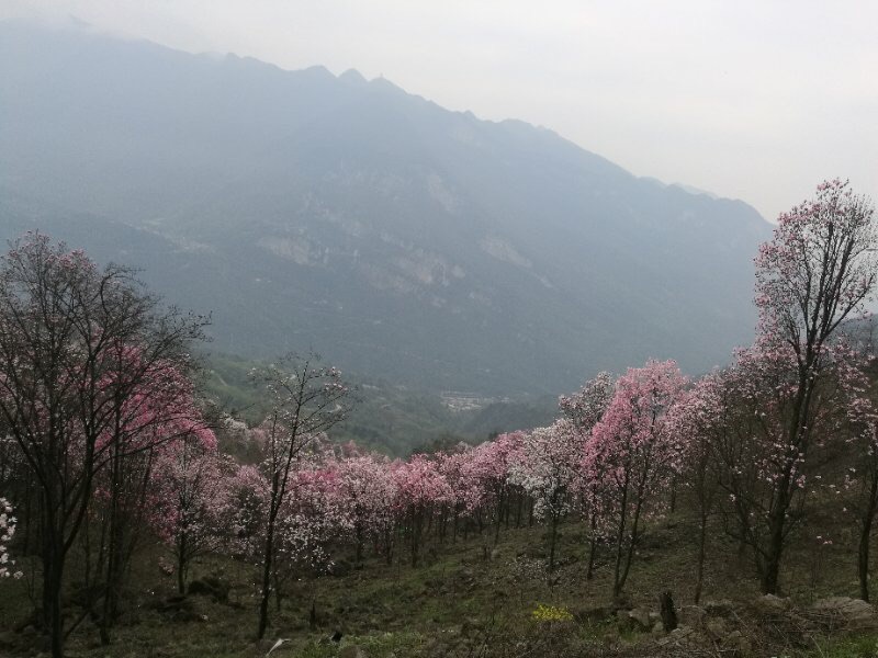 4.2绵阳九皇山花溪景,绵阳自助游攻略 - 马蜂窝