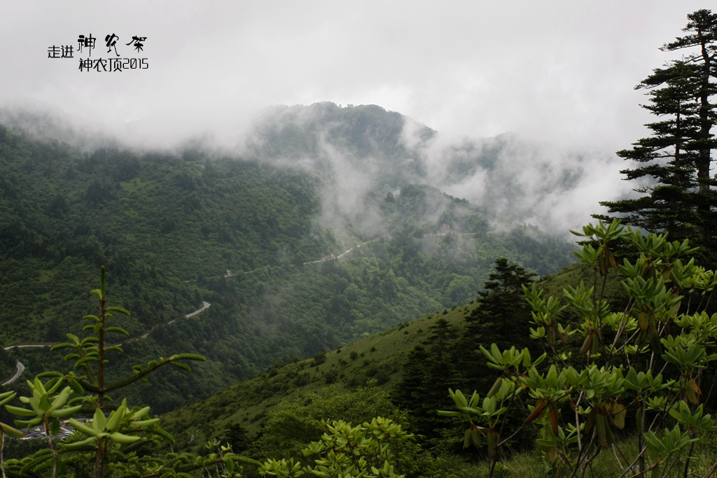 走进神农架,细雨里的大九湖,迷雾中的神农顶