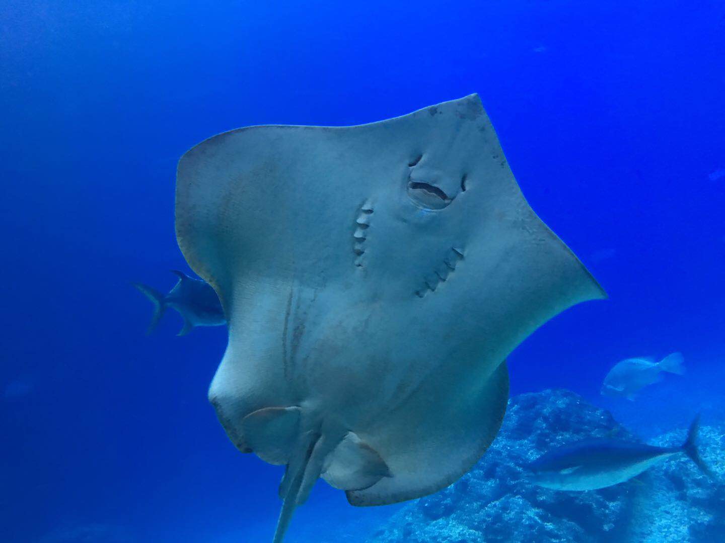 水族有多少人口_北流隆盛镇有多少人口(2)
