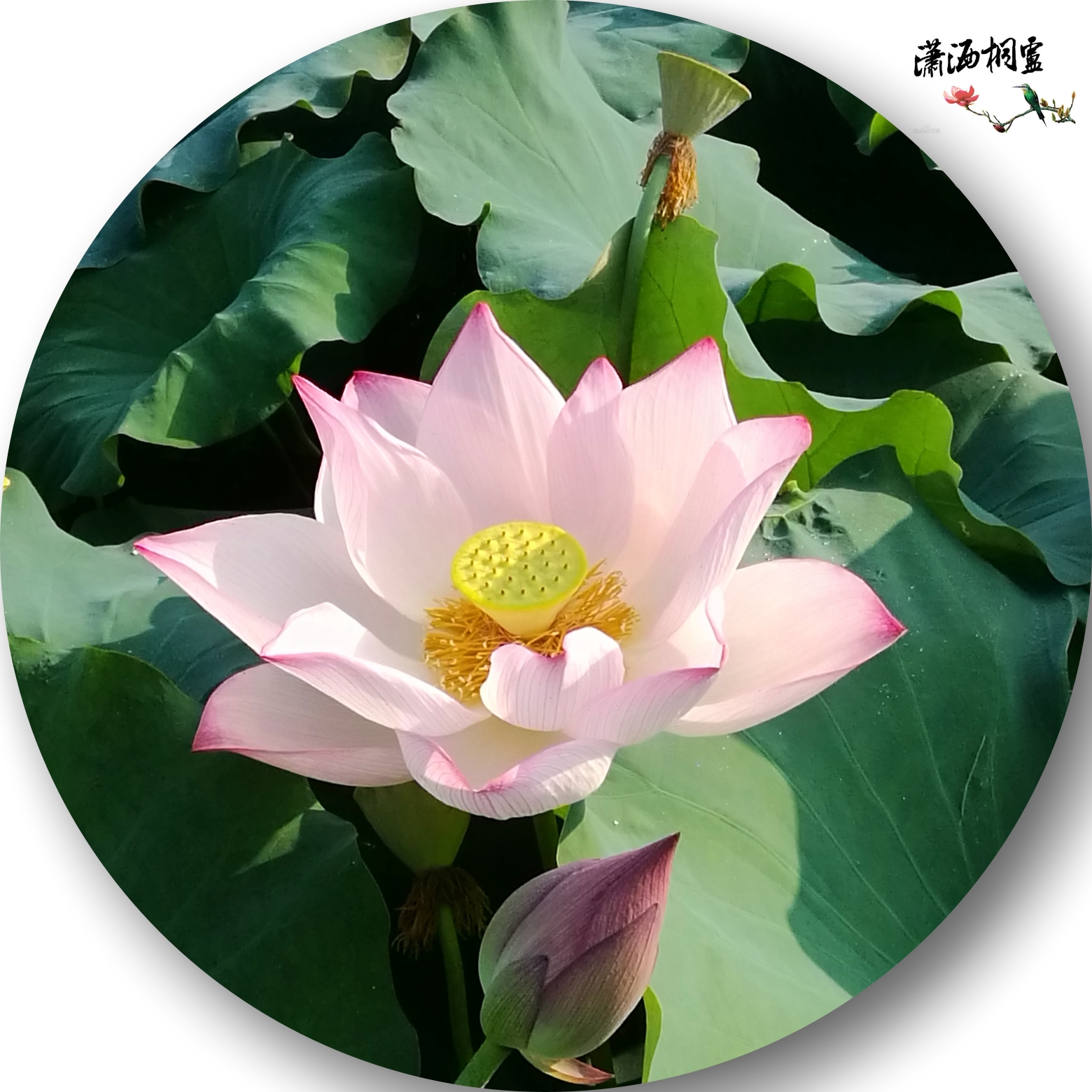 桐庐 游记   一直分不清荷花和莲花,后来查了度娘才知道是一样的,古人