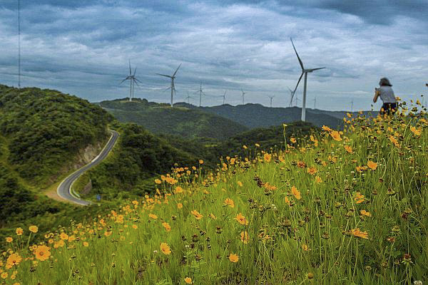 这条离宁波城区最近的风车公路在鄞州横溪白岩山,公路边开满了黄灿灿