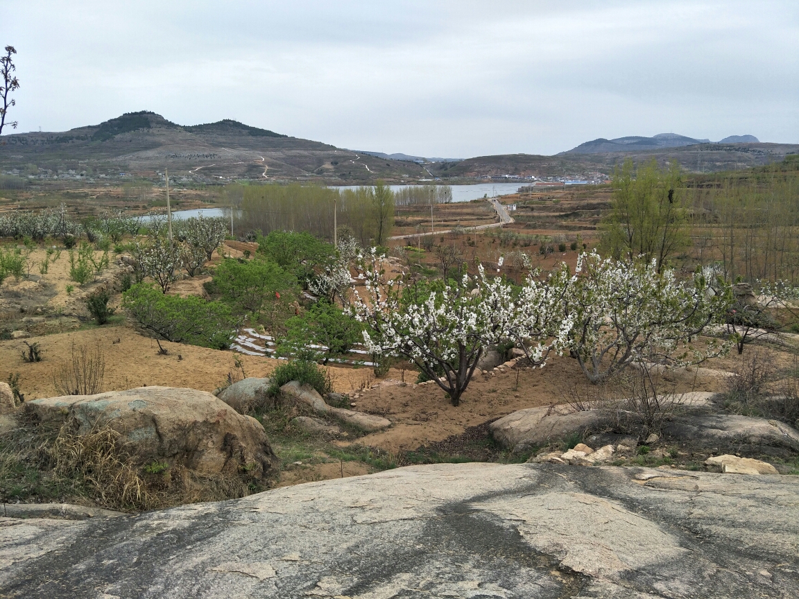 水泉赏樱花94图片12,山亭区旅游景点,风景名胜 - 马