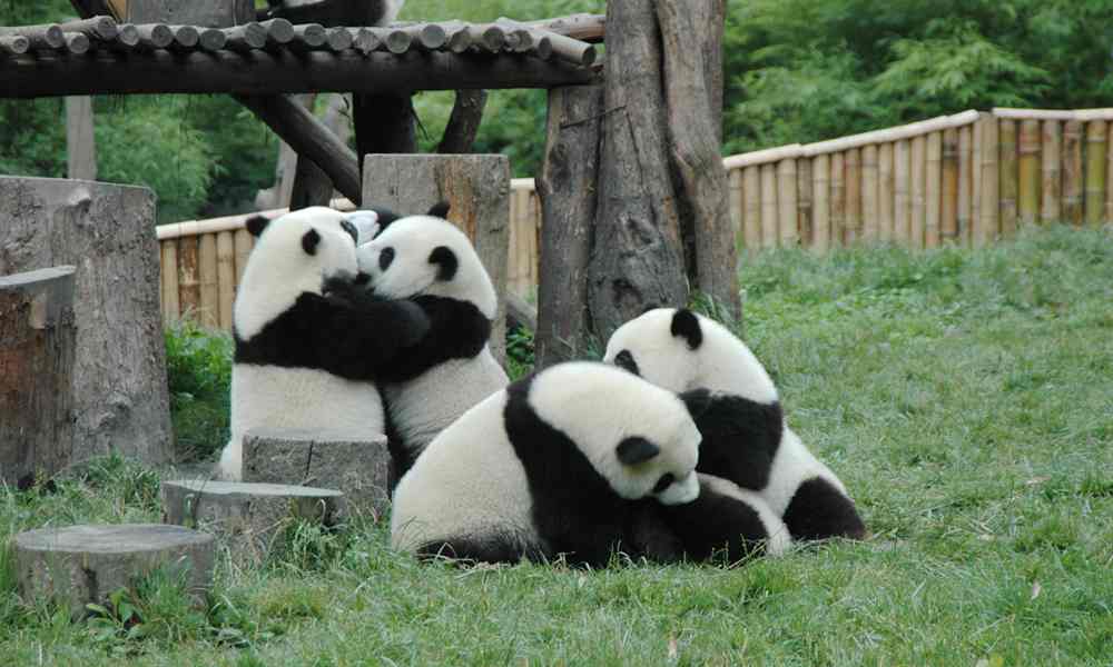 成都大熊猫繁育基地