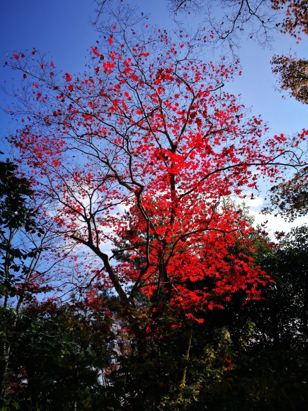 2016年11月日本红叶狩六日自由行游记(含攻略)图片