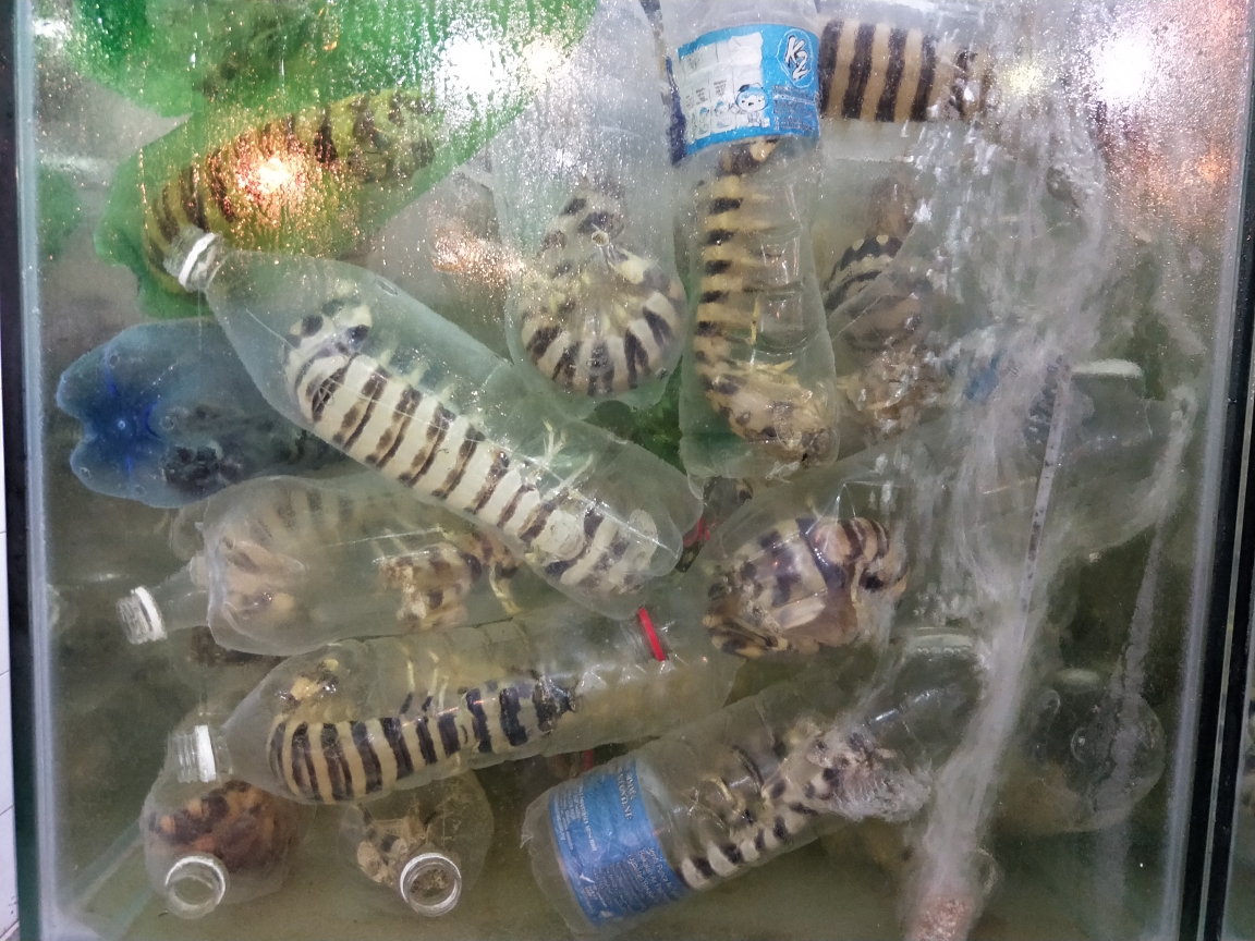 20171019马来西亚沙巴亲子游,国外版uber安卓