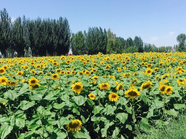 啥时候种小油菜 wKgBZ1mL-oyABKKTABKWJpWnVWI33.jpeg?imageView2%2F2%2Fw%2F600%2Fh%2F600%2Fq%2F90