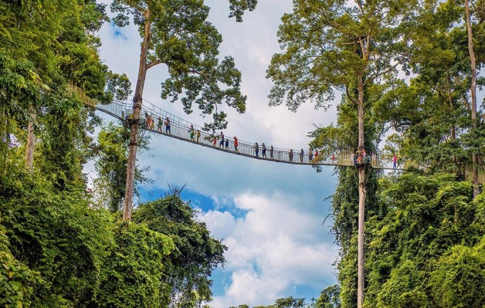 版纳望天树景区