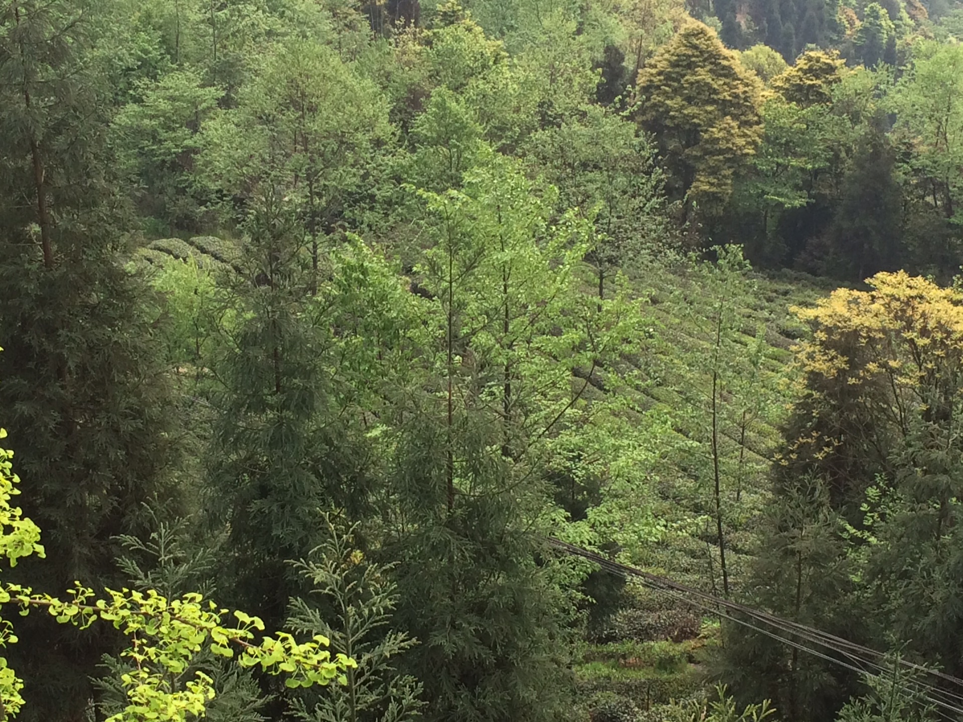 蒙顶山老总_蒙顶山茶图片(2)