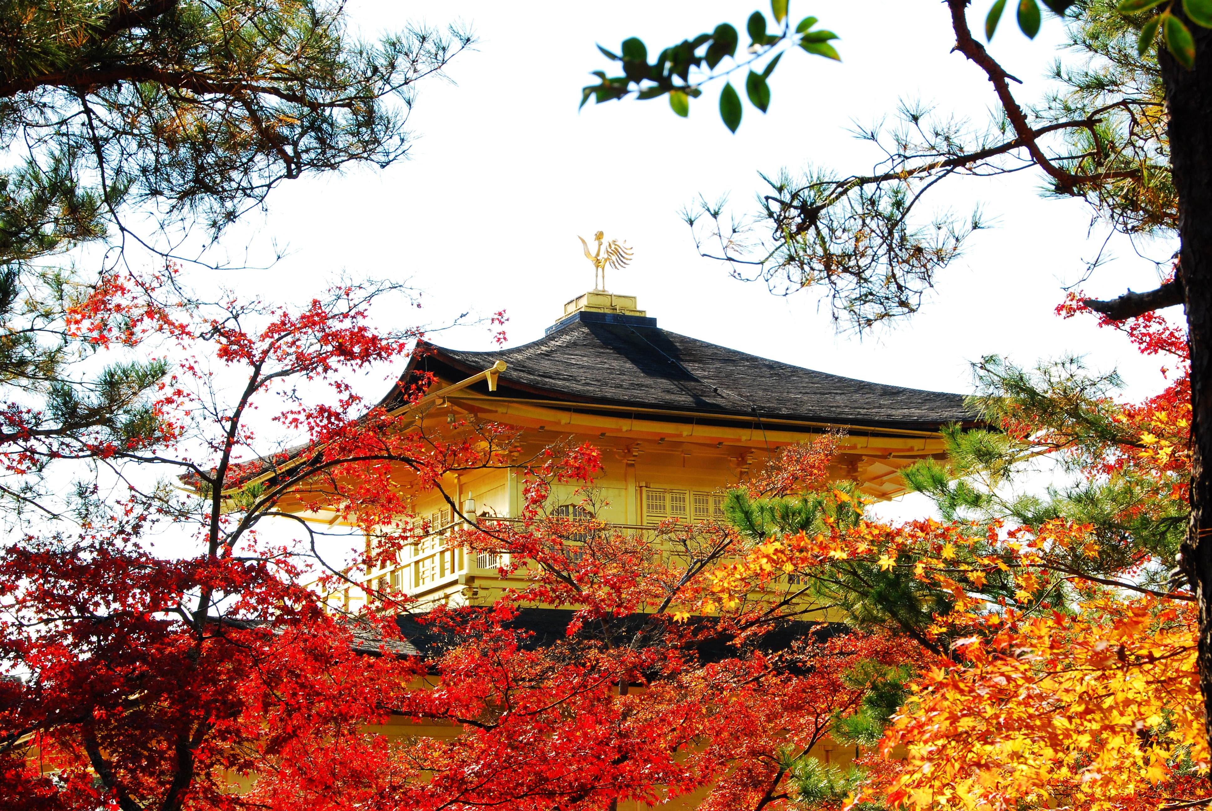 (约40分钟) 【京都金阁寺】