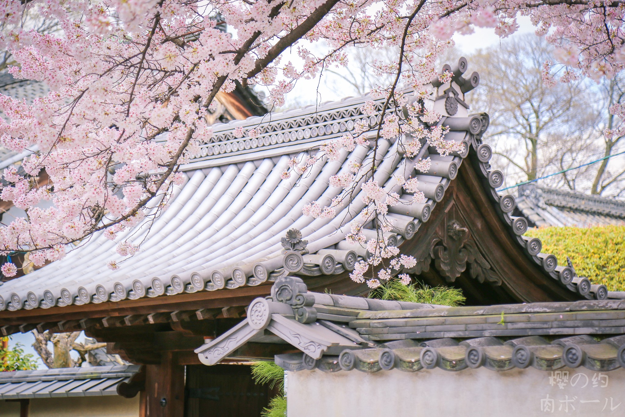 点击查看京都赏樱景点图集