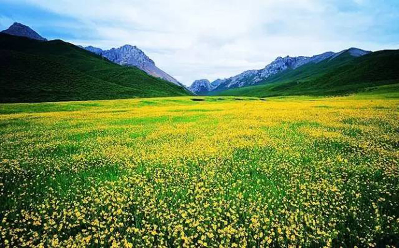 甘南 自由行攻略特色:草原花海  西梅朵合塘,意为"吉祥花滩",位于县城