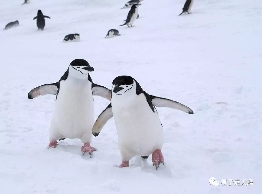 阿德利企鹅(adelie penguin)