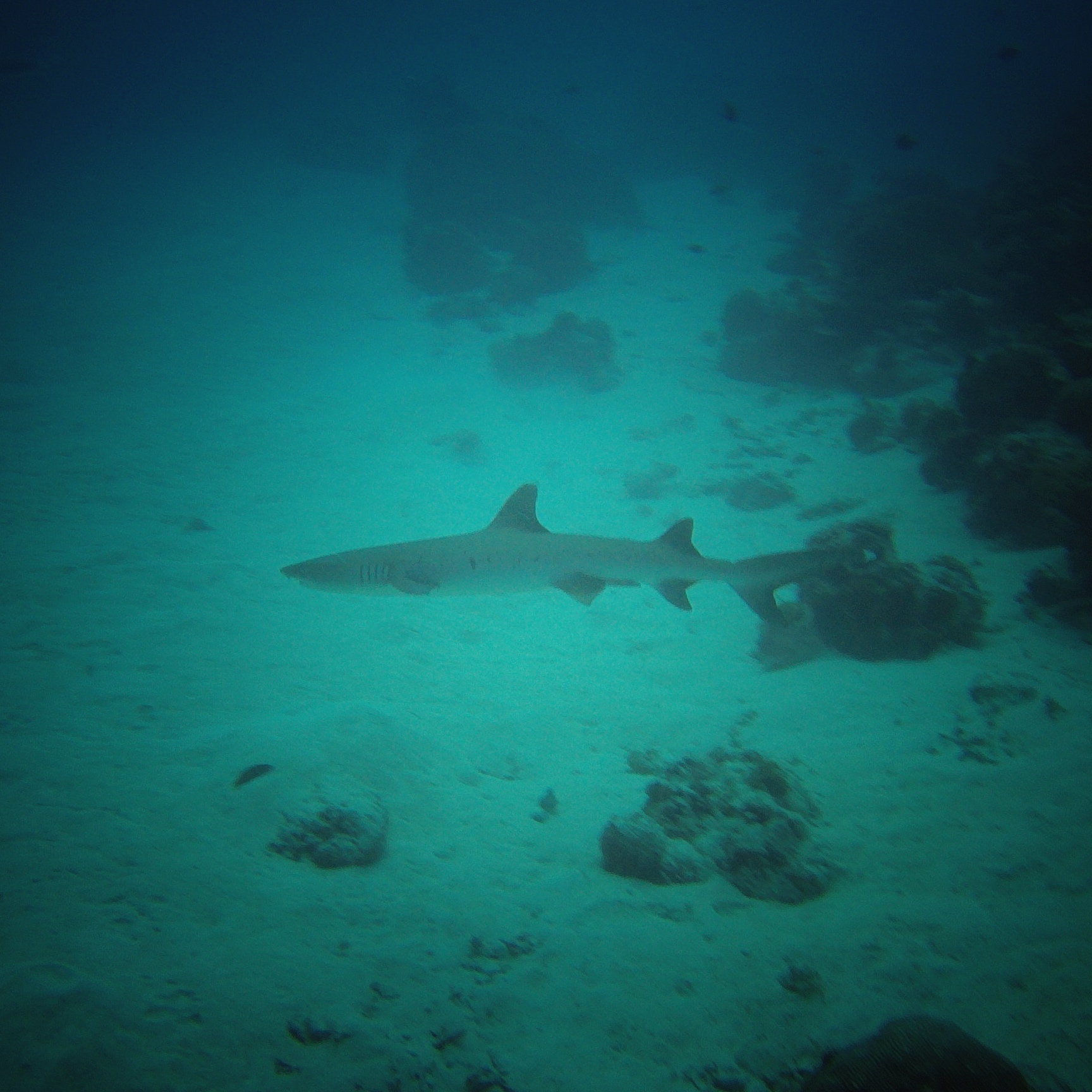 wKgBEFry3gaASGVnAAw11GcJyf010.jpeg?imageView2%2F2%2Fw%2F600%2Fh%2F600%2Fq%2F90