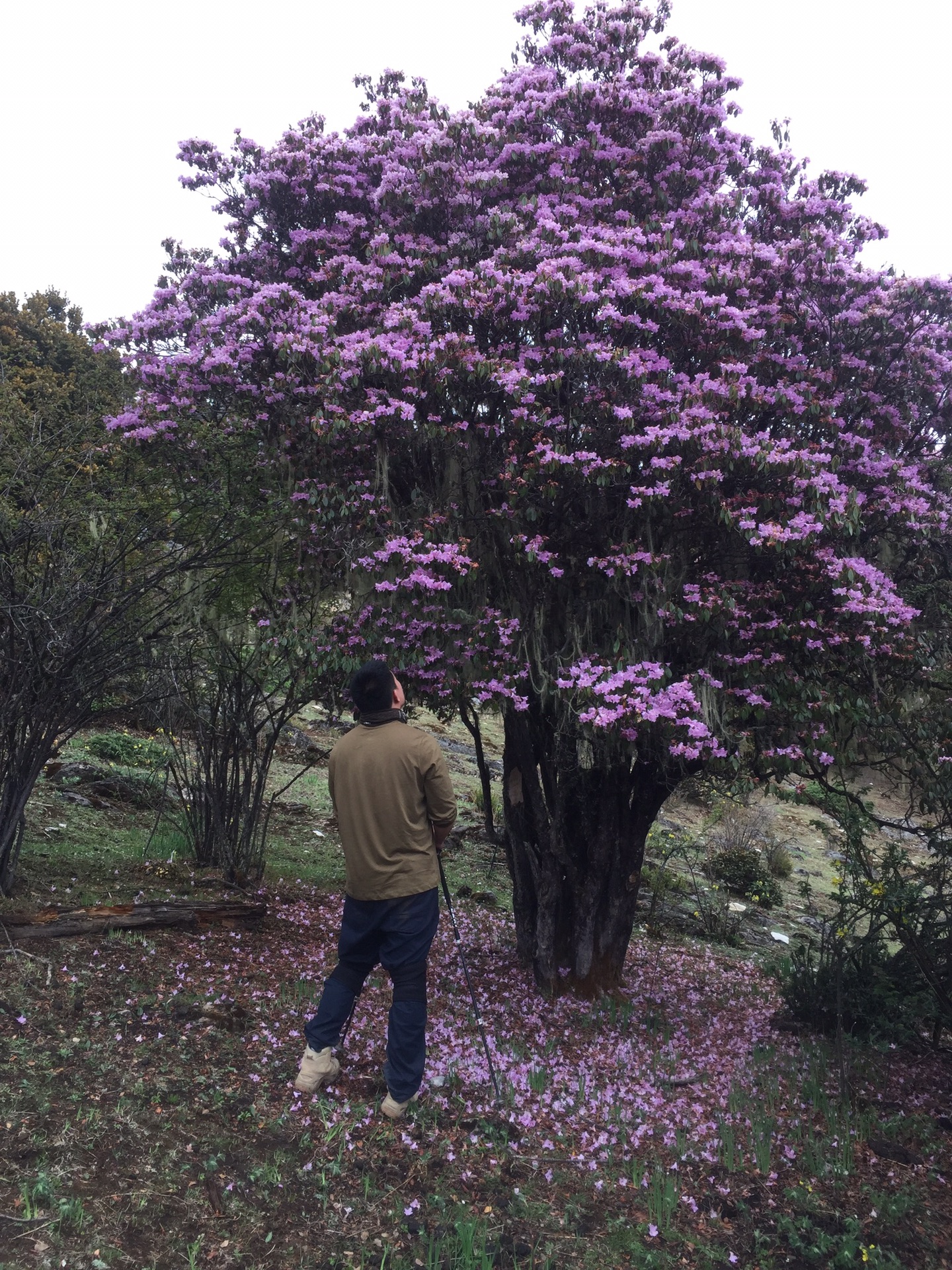 杜鹃树下许下最真挚的心愿(还是在尿尿)反正很爽的样子