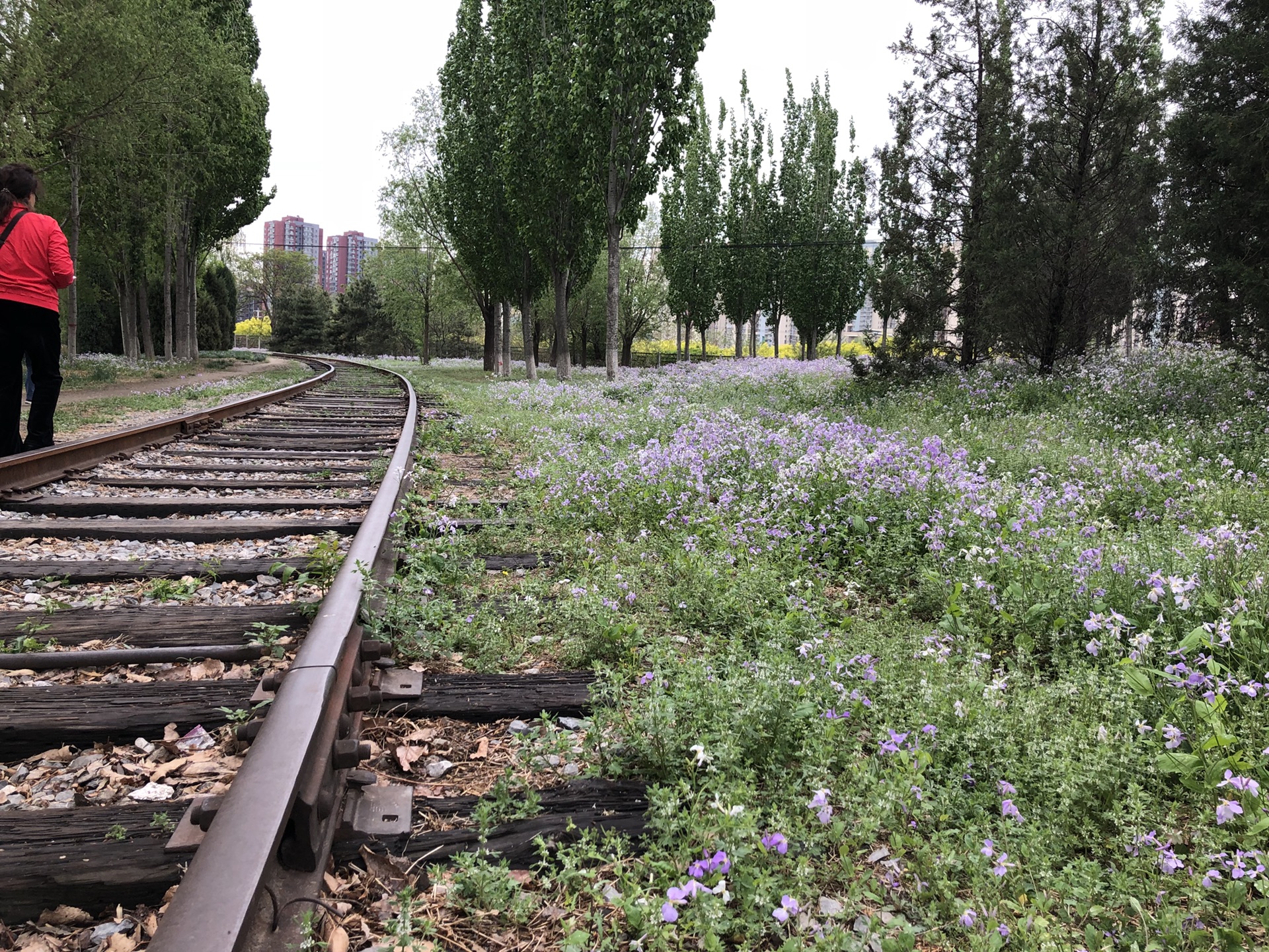 北京二月兰最佳观赏地将府公园