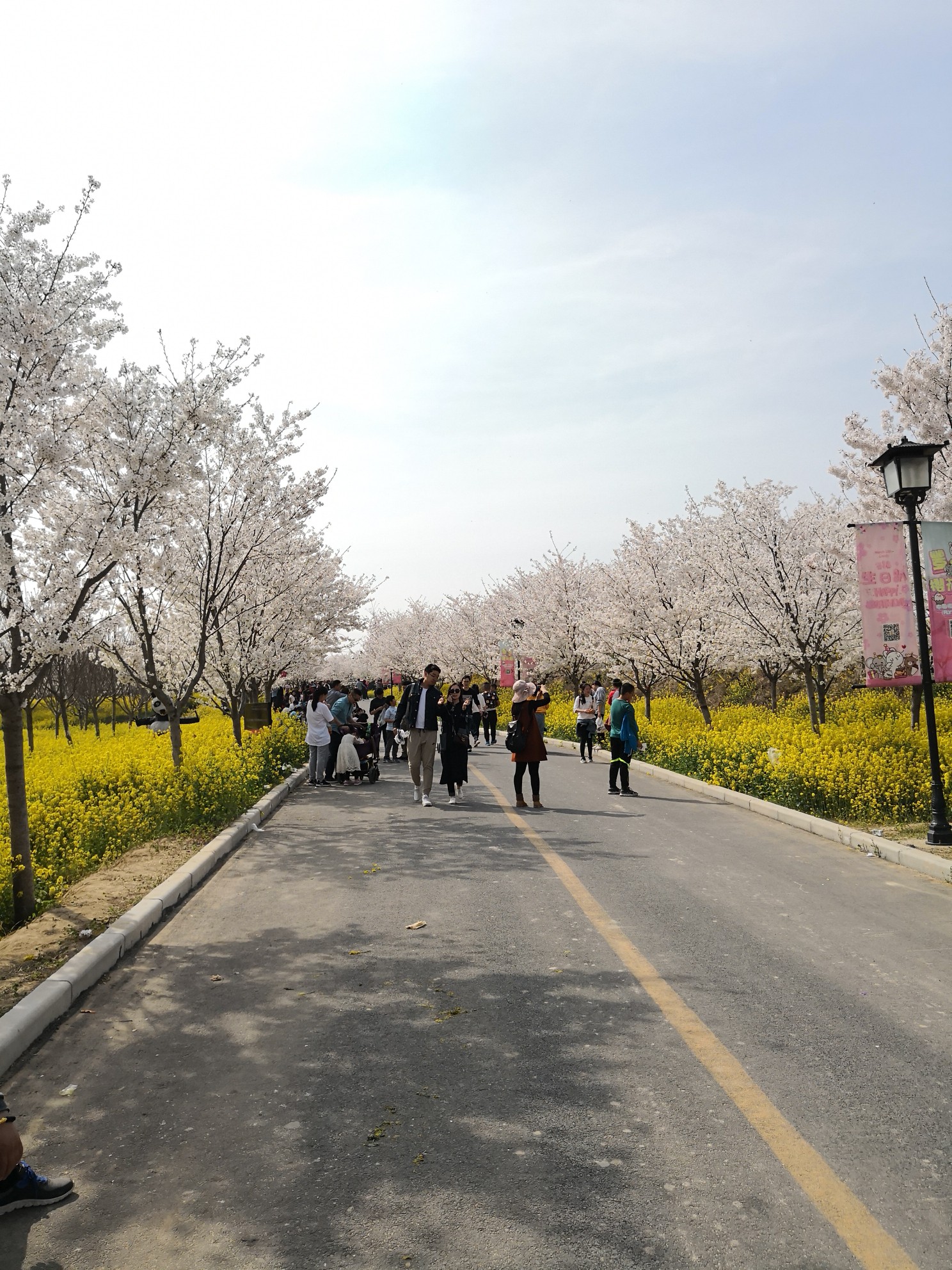 郑州=荥阳孤柏渡飞黄景区丰乐樱花园,荥阳旅游攻略