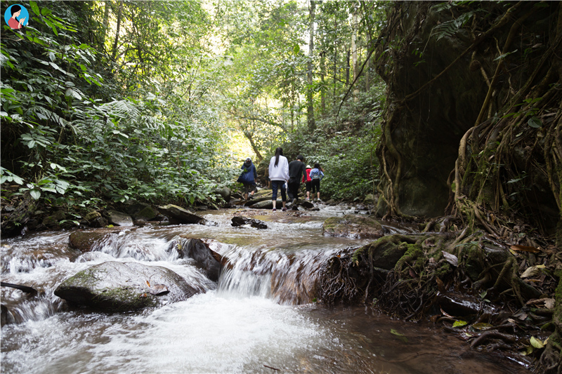 南茗佳人茶山行日记3:云南易武铜箐河(同庆河)古茶园,一座不想再去第