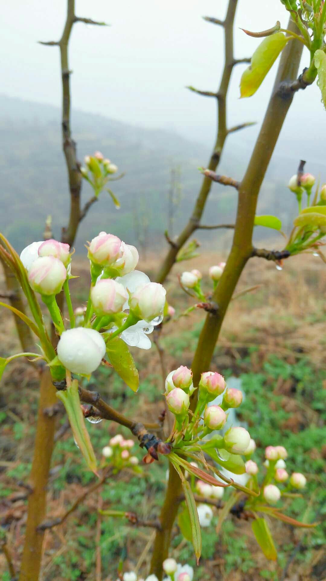 那一年的梨花带雨