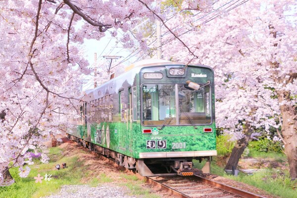 请问去京都岚山只想看岚电樱花隧道拍樱花(如图)需要买岚电小火车的票