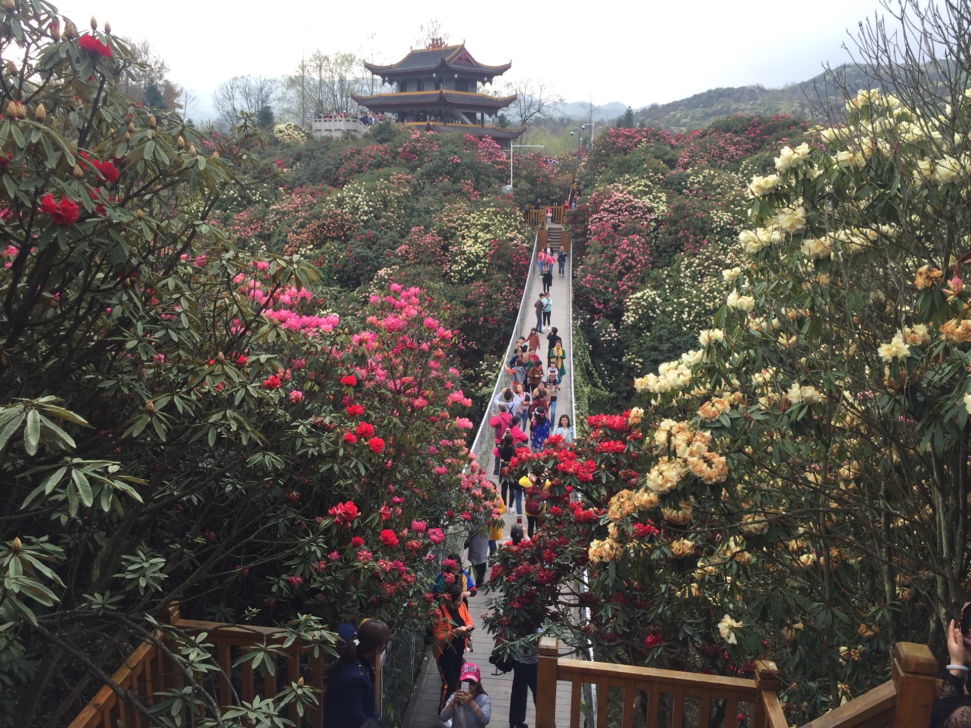 春暖花开,面朝花海——贵州黔西百里杜鹃,黔西旅游