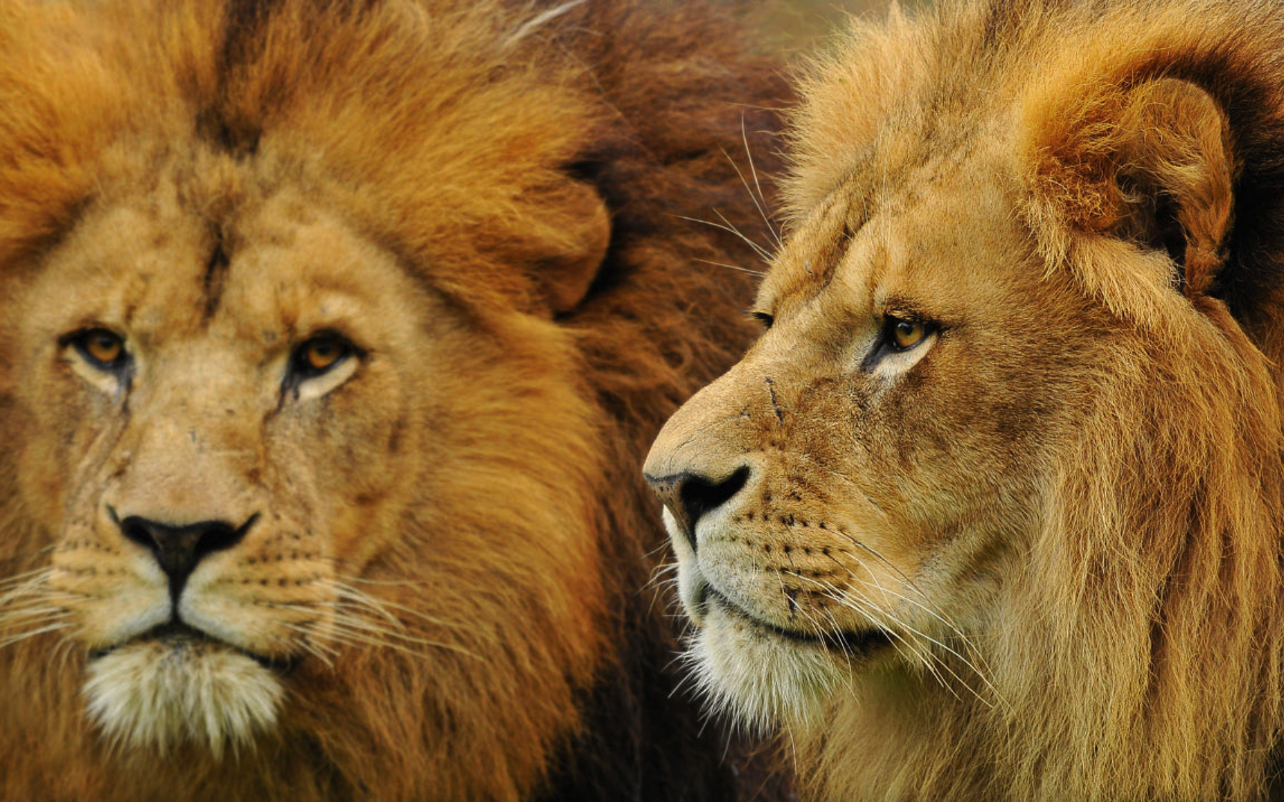                 :非洲狮子(图片