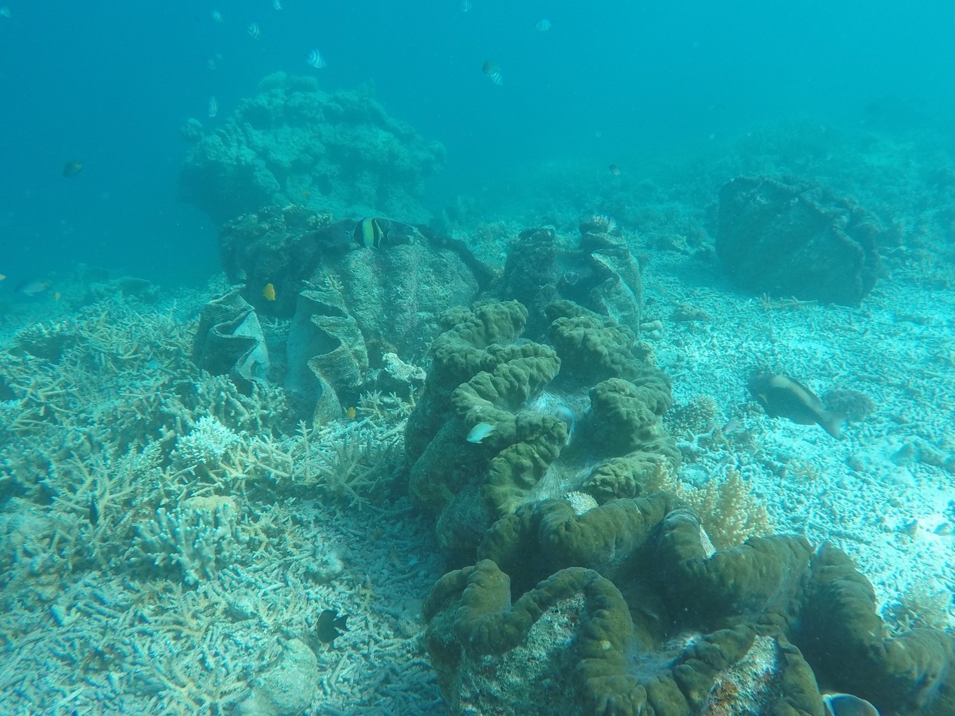 帕劳有多少人口_为什么帕劳是2015最美的海岛旅游地(3)