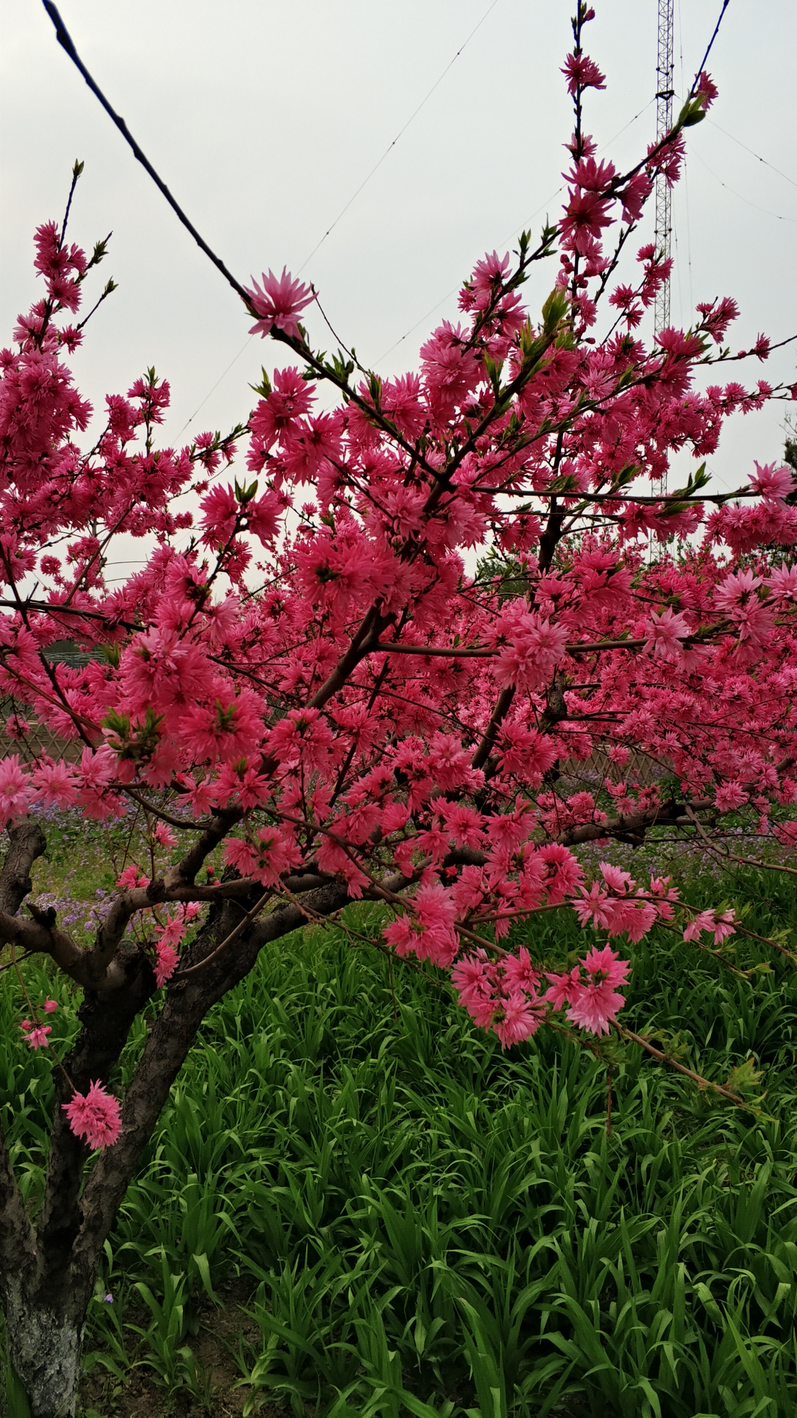 平谷山水桃花游