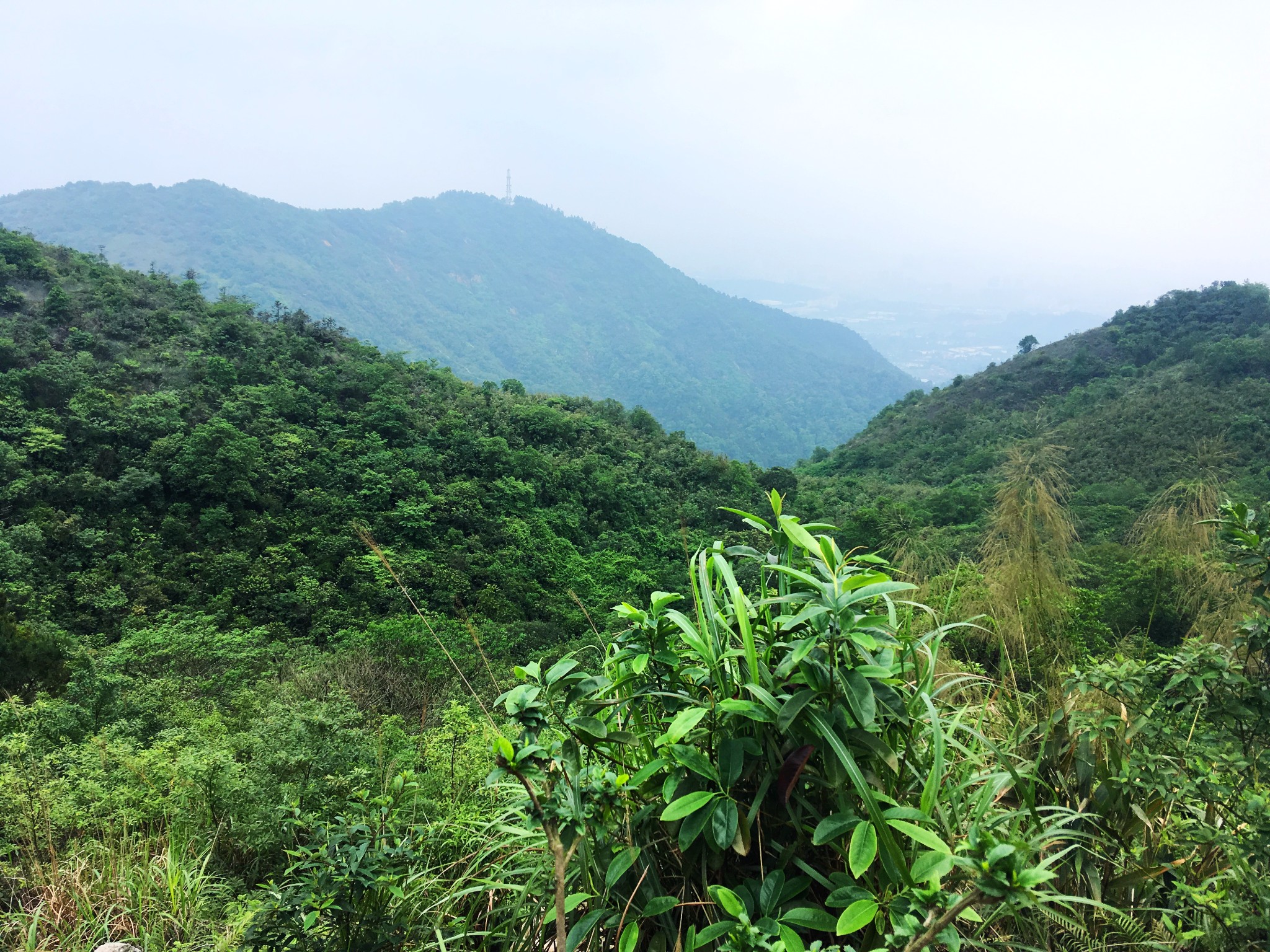 佛系的猫n:后来的我们去了高明茶山吃鸡!