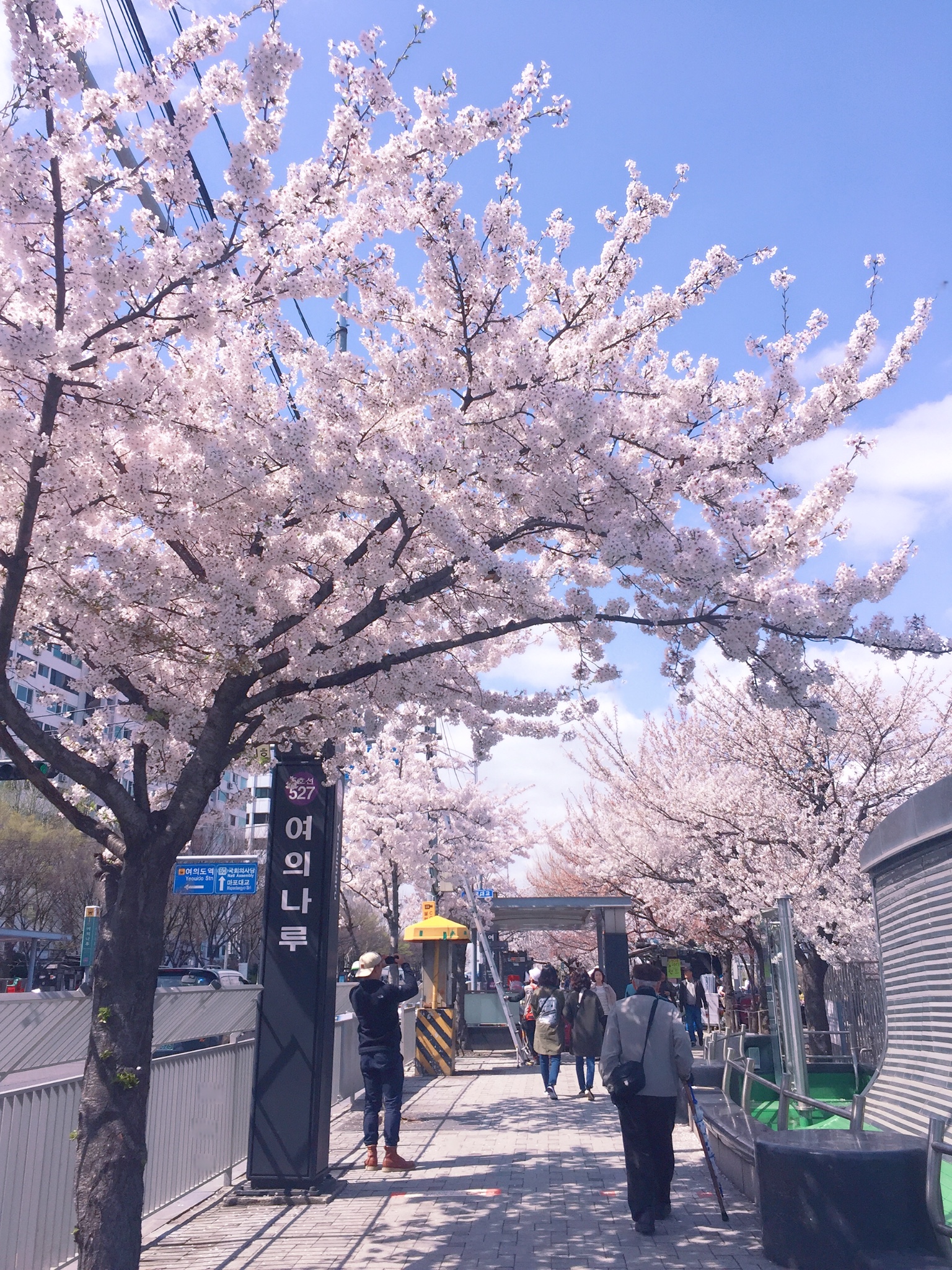 韩国首尔樱花之旅,除了日本还有这里!_游记