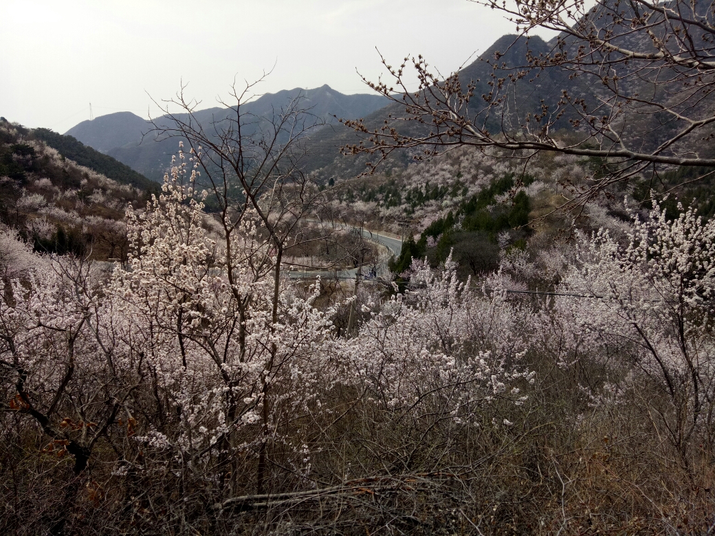 2018-3-30昌平桃花谷赏花