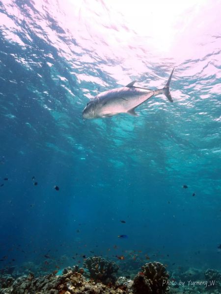 灯笼鱼真实视频在水里做的 wKgBEFtF-ByAS9WiAAKo1MahKpU50.jpeg?imageView2%2F2%2Fw%2F600%2Fh%2F600%2Fq%2F90