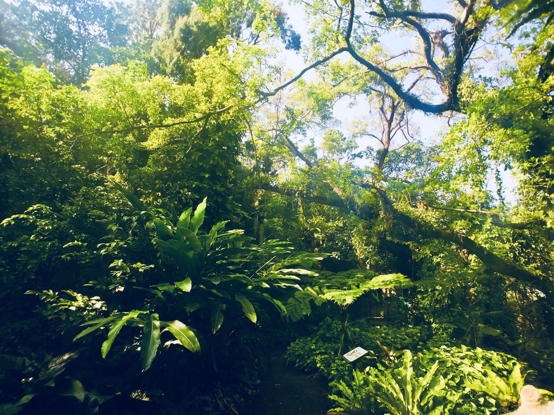 厦门植物园最受欢迎园区之一 热带雨林区