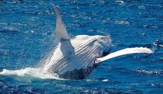 哪个国家可以看鲸鱼 wKgBEFstDeKATnOcAACenekXSEY67.jpeg?imageView2%2F2%2Fw%2F600%2Fh%2F600%2Fq%2F90