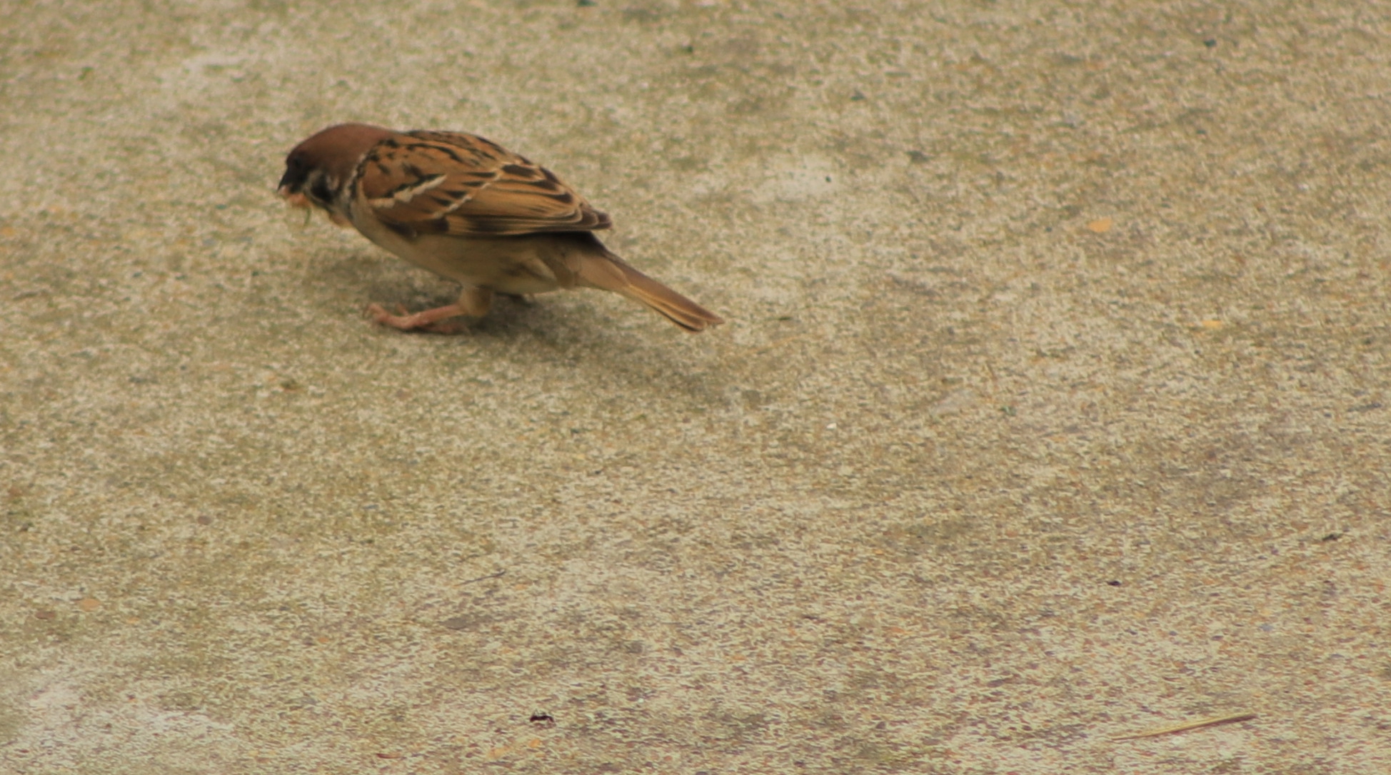 wKgBEFsANkyAS6_JABS288LMqCM77.jpeg?imageView2%2F2%2Fw%2F600%2Fh%2F600%2Fq%2F90