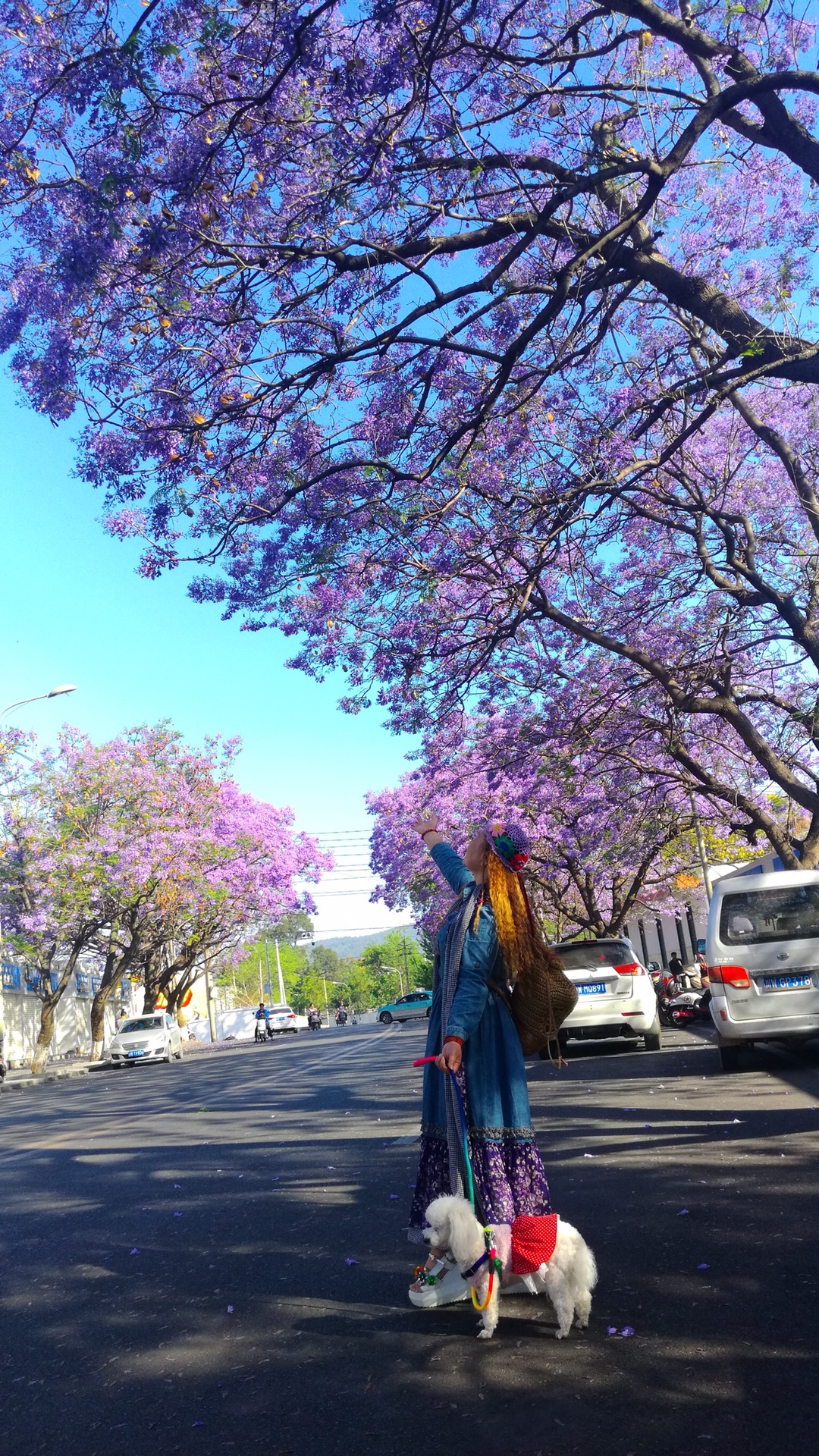 西昌市的蓝花楹