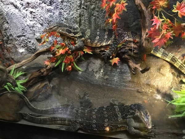 美人鱼的心脏图片,美人鱼的心脏图片挖出