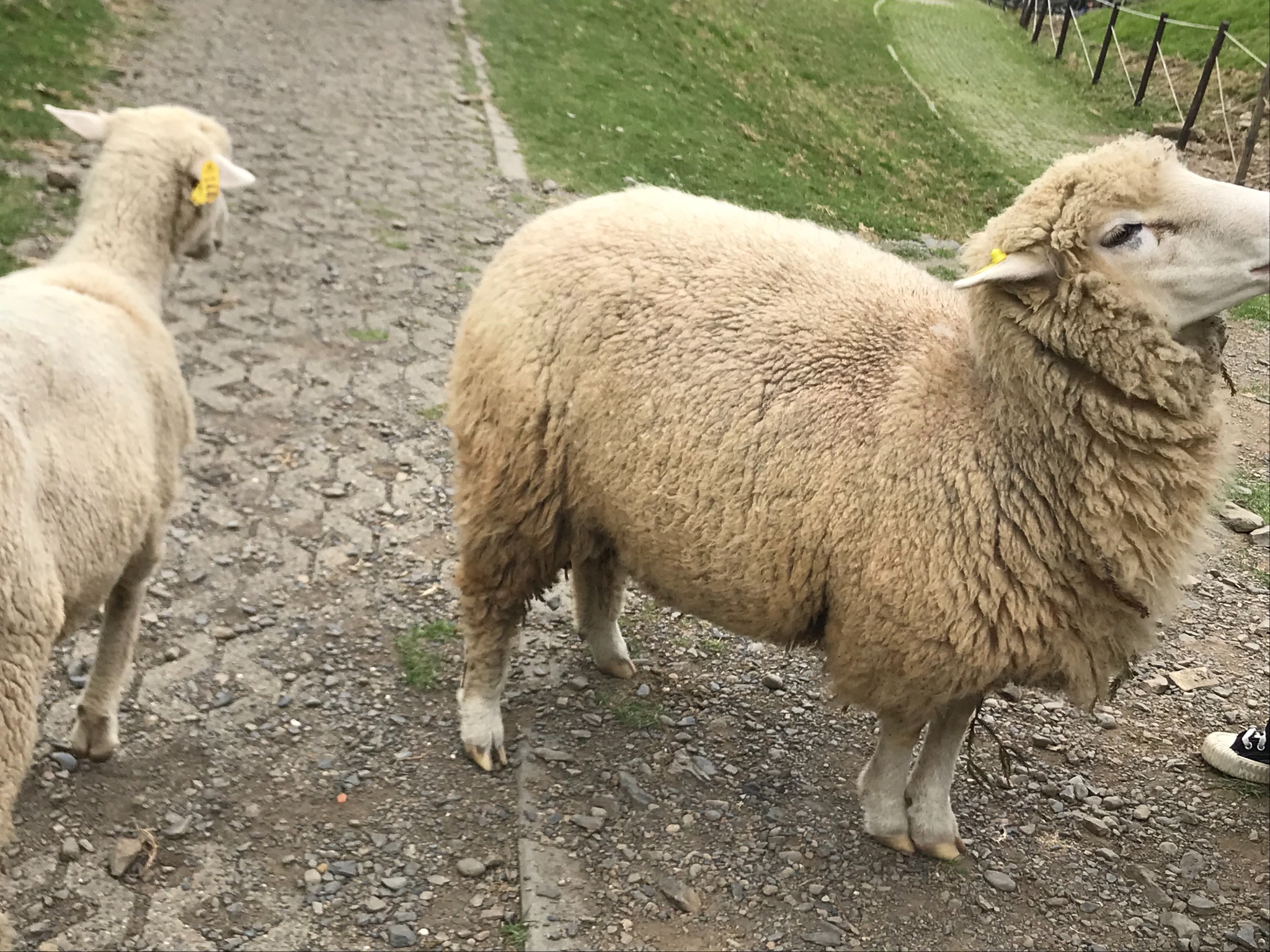 wKgED1uuIV2AODQiABMQ4bBDyd468.jpeg?imageView2%2F2%2Fw%2F600%2Fh%2F600%2Fq%2F90