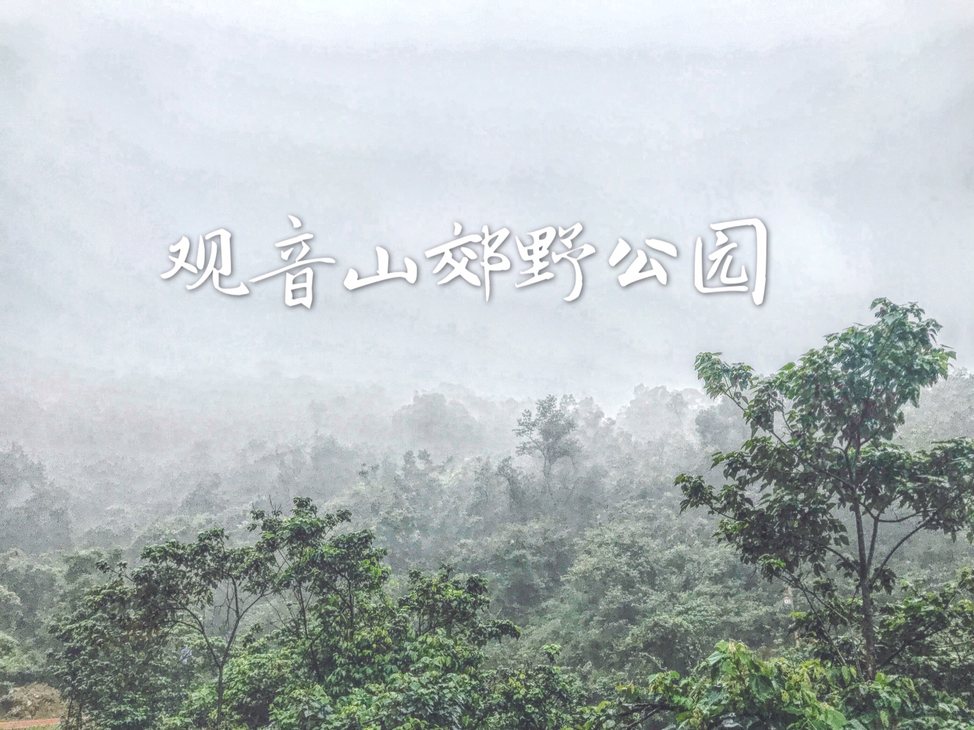 云雾中的观音山郊野公园——珠海人的新氧吧