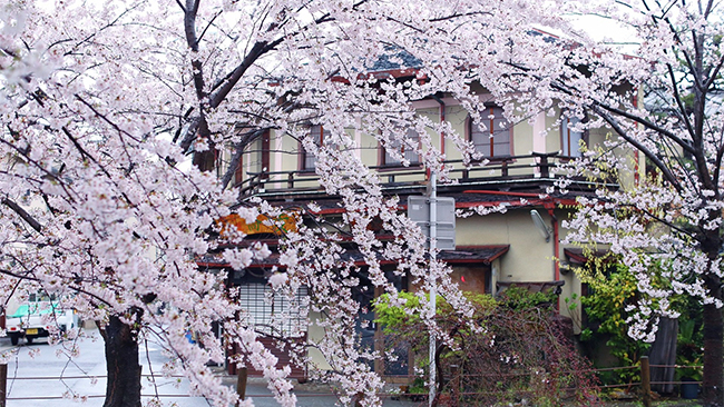 日本京都岚山樱花隧道一日游