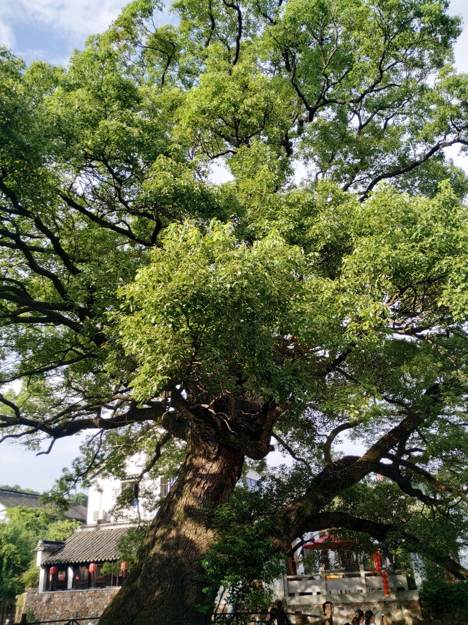 明月湾古村-《都挺好》苏明玉度假地